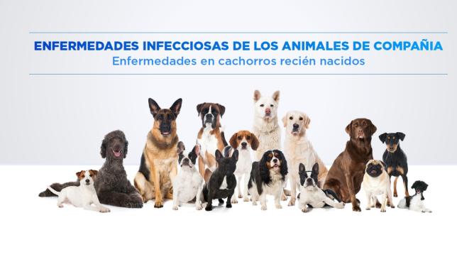 enfermedades infecciosas