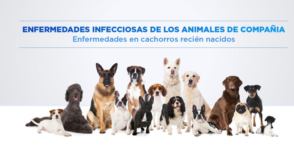 enfermedades infecciosas