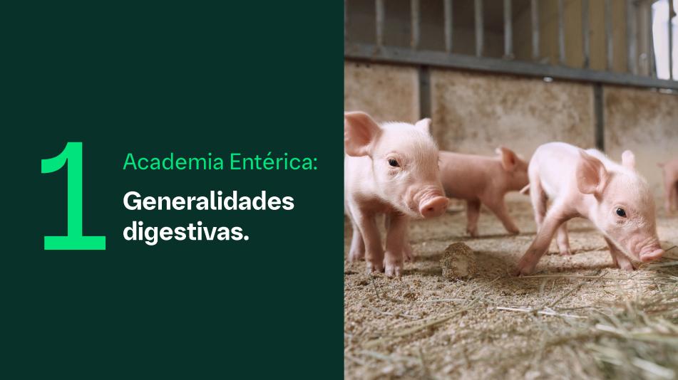 Academia Entérica Porcina - sesión 1: Generalidades digestivas